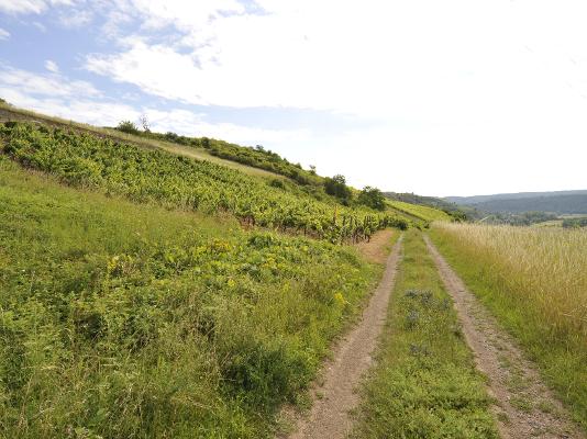 Landschaft Weinberg Weg Wiese