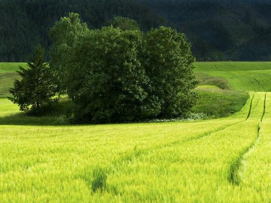 Landschaftselement Acker