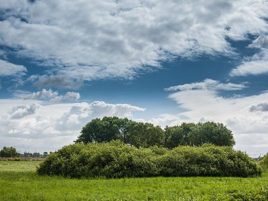 Landschaftselement Wiese Landschaftselement Wiese