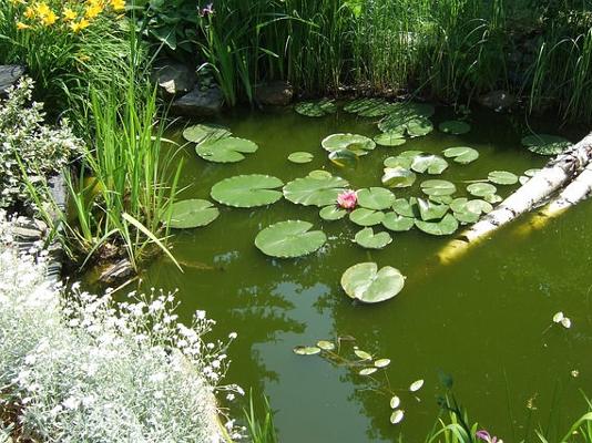 Teich Garten grünes Wasser Teich Garten grünes Wasser