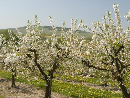Obstanalge Apfel Obstanalge Apfel