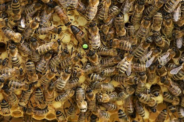 Bienen mit Koenigin Bienen mit Koenigin