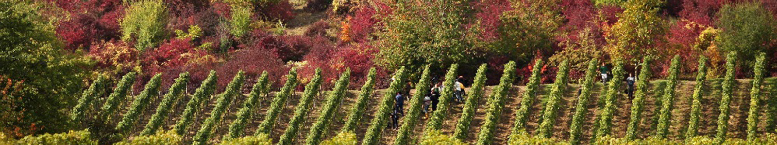Weinlese im Weinberg © Dienstleistungszentren Ländlicher Raum