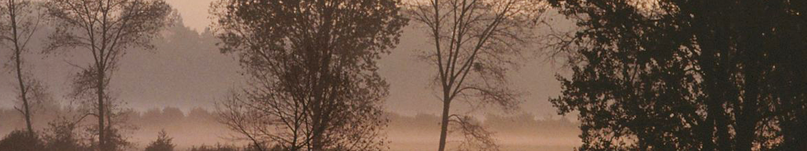 Bäume im Nebel © Dienstleistungszentren Ländlicher Raum