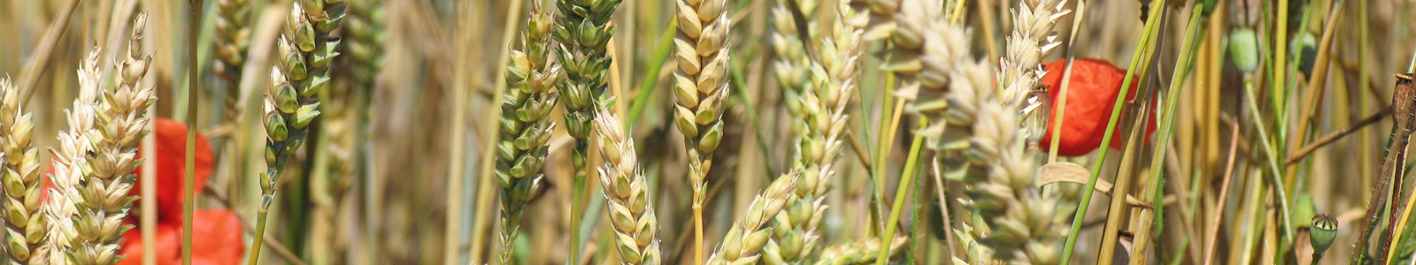 Weizenähren mit Mohnblumen © Dienstleistungszentren Ländlicher Raum