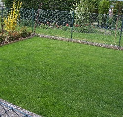 Teilen Stauden Etc  Mein Garten Ratgeber